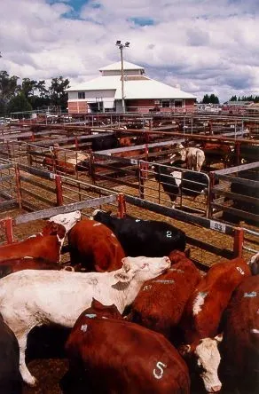 Moss Vale rural market and saleyards setting